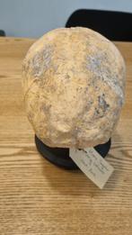 Anatomisch model hersenen /Hersenvlies kind, Ophalen, Gebruikt