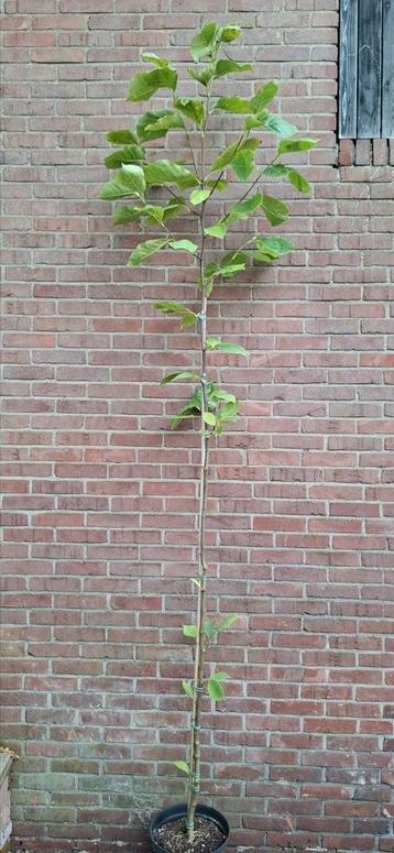 Magnolia 'yellow lantern' beschikbaar voor biedingen