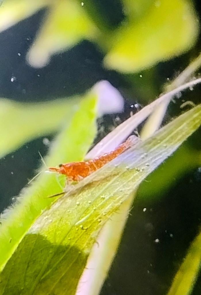 Red Cherry Shrimp 30+ Stuks, Kreeft, Krab of Garnaal, Zoetwatervis, Schoolvis