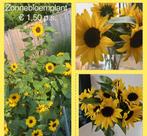 Laatste zonnebloem planten €1,50 p.s., Ophalen, Zomer, Overige soorten, Volle zon