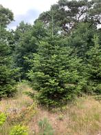 Grote partij Nordmann kerstbomen  4 t/m 7 m, Tuin en Terras, Ophalen, Volle zon, Overige soorten, 400 cm of meer