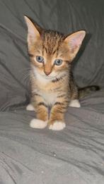 Kittens te koop, Dieren en Toebehoren, Katten en Kittens | Overige Katten, Poes