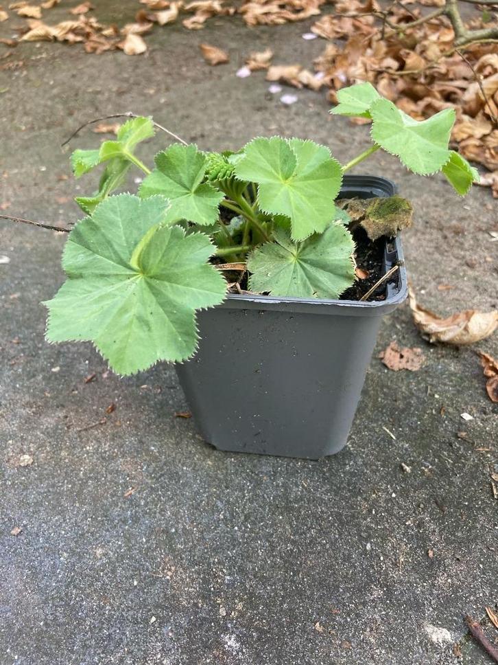 Vrouwenmantel (ca 20 stuks), Tuin en Terras, Planten | Tuinplanten, Vaste plant, Bodembedekkers, Volle zon, Zomer, Ophalen
