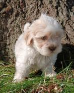Unieke kleine boomer pups met prachtige ogen, Overige rassen, CDV (hondenziekte), 8 tot 15 weken, Meerdere