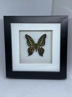 vlinder Graphium Agmemnon, Ophalen of Verzenden, Nieuw, Overige soorten, Opgezet dier