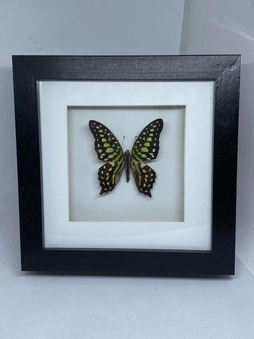 vlinder Graphium Agmemnon, Verzamelen, Dierenverzamelingen, Nieuw, Opgezet dier, Overige soorten, Ophalen of Verzenden