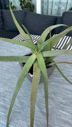 Medicinale Aloe Vera incl de pot, Huis en Inrichting, Ophalen, Overige soorten, Minder dan 100 cm
