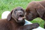 Gratis adres erkende labrador fokkers tbv betrouwbare pups, Dieren en Toebehoren, Honden | Retrievers, Spaniëls en Waterhonden