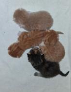 Mooi nestje Britse korthaar x ekh langhaar, Dieren en Toebehoren, Katten en Kittens | Overige Katten, Meerdere dieren, Kortharig