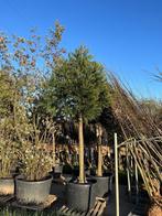 Sequoiadendron giganteum mammoetboom, Tuin en Terras, Planten | Bomen, Lente, 250 tot 400 cm, Volle zon, In pot