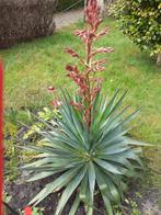jucca grote plant, Ophalen of Verzenden, Zomer, Overige soorten, Volle zon