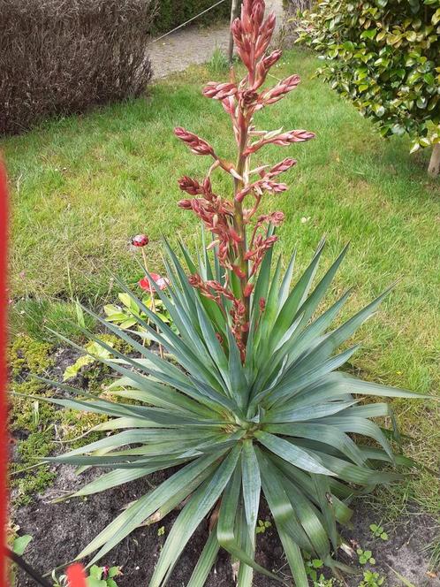 jucca grote plant, Tuin en Terras, Planten | Tuinplanten, Overige soorten, Volle zon, Zomer, Ophalen of Verzenden