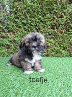 Zeer mooie speelse boomer pups., Dieren en Toebehoren, Overige rassen, CDV (hondenziekte), 8 tot 15 weken, Meerdere