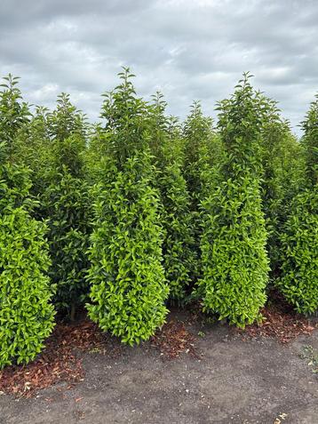 Portugese laurier en taxus beschikbaar voor biedingen