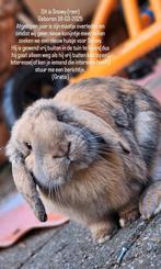 Konijn, Mannelijk, Middelgroot, Hangoor, 0 tot 2 jaar