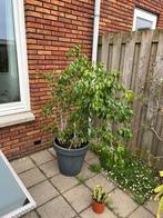 Grote ficus te koop, Huis en Inrichting, Kamerplanten, Ophalen of Verzenden, Ficus, Halfschaduw