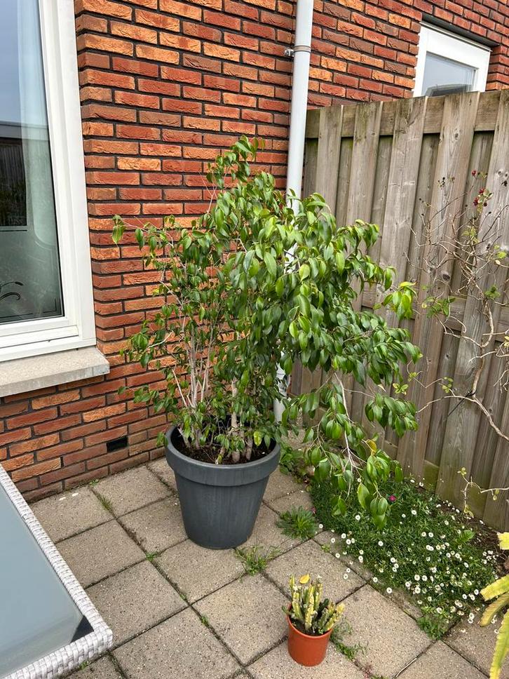 Grote ficus te koop, Huis en Inrichting, Kamerplanten, Ficus, Halfschaduw, Ophalen of Verzenden