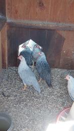 Leghorn Isabelpatrijs hennen te koop, Vrouwelijk, Kropper