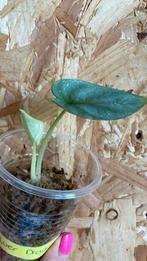 Alocasia Silver Dragon plantje, Ophalen of Verzenden, Overige soorten, Halfschaduw, Minder dan 100 cm