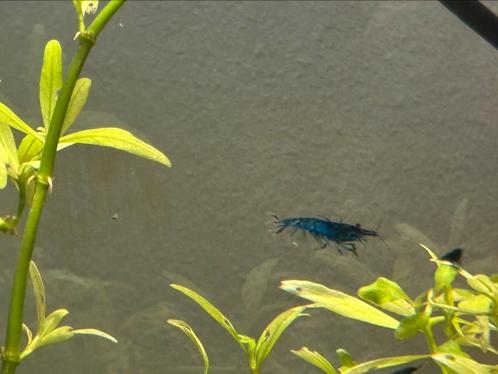 Blue Neocaridina / Blue Dream Garnaal, Dieren en Toebehoren, Vissen | Aquariumvissen, Kreeft, Krab of Garnaal