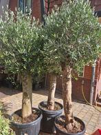 Deze 3 flinke olijfbomen (210cm hg 50cmdik)van 199 ->150 pst, Volle zon, Verzenden, 100 tot 250 cm, Olijfboom