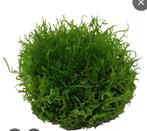Riccia [water vorkje] drijf plantje te koop of te ruil, Dieren en Toebehoren, Ophalen, Plant(en), Steen of Hout