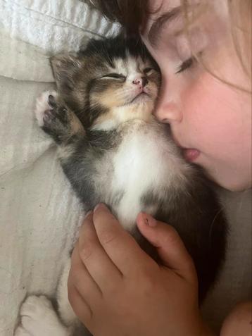 Britse korthaar x Britse langhaar kittens beschikbaar voor biedingen