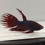 Betta splendens man 50, Dieren en Toebehoren, Vissen | Aquariumvissen, Vis