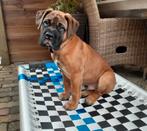 Hondenmand hondenstretcher hondenkussen bench puppy bed, Ophalen of Verzenden, Nieuw, Overige