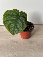 Monstera dubia, Ophalen of Verzenden, Overige soorten, Minder dan 100 cm