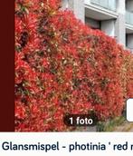 Red robin   photinia  diversen maten en prijzen, Tuin en Terras, Planten | Struiken en Hagen, Ophalen, Overige soorten, Minder dan 100 cm