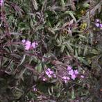 Mooie jongen Verbena bampton planten, 3 planten in een pot., Volle zon, Vaste plant, Zomer, Ophalen