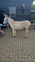 Ezel, Dieren en Toebehoren, Overige Dieren, Vrouwelijk, Voor 1 juli 2024