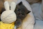 britse  korthaar kittens, Dieren en Toebehoren, Meerdere dieren, 0 tot 2 jaar, Gechipt
