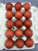 Marans broedeieren. koper.blauw, Dieren en Toebehoren, Pluimvee, Geslacht onbekend, Kip