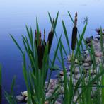 Bio zaden Grote lisdodde - Typha latifolia | Inheems, Verzenden, Voorjaar, Volle zon, Zaad