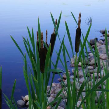 Bio zaden Grote lisdodde - Typha latifolia | Inheems beschikbaar voor biedingen