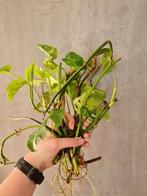 Stekjes pakket, Huis en Inrichting, Kamerplanten, Ophalen of Verzenden, Overige soorten, Minder dan 100 cm