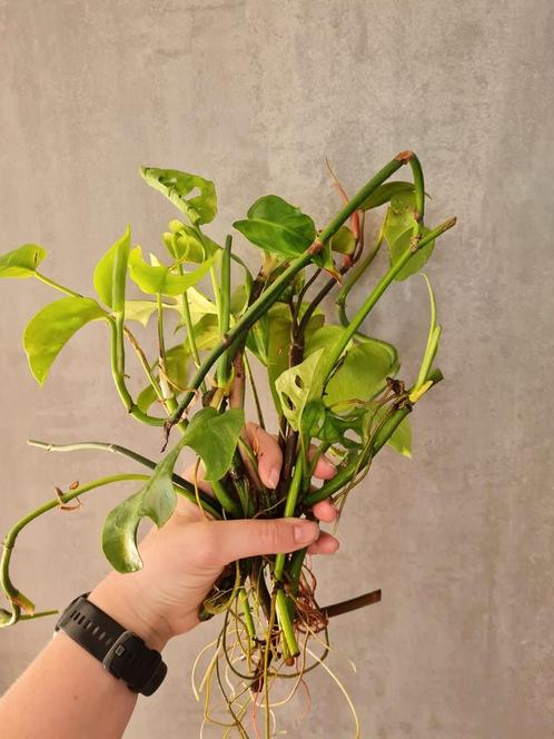 Stekjes pakket, Huis en Inrichting, Kamerplanten, Overige soorten, Minder dan 100 cm, Ophalen of Verzenden