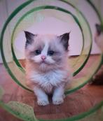 Super lieve Ragdoll kittens met stamboom, Meerdere dieren, Met stamboom, 0 tot 2 jaar
