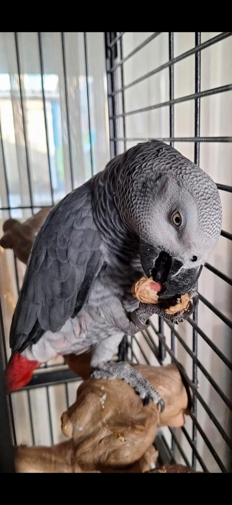Papegaai roodstaart, Dieren en Toebehoren, Vogels | Parkieten en Papegaaien, Papegaai, Mannelijk