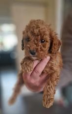 Doodle pups, Dieren en Toebehoren, Honden | Niet-rashonden, Rabiës (hondsdolheid), Reu, 8 tot 15 weken, Meerdere