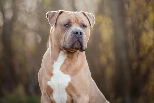 Lief thuis gezocht voor American Bully reu (1 jaar), Dieren en Toebehoren, Honden | Bulldogs, Pinschers en Molossers, Reu, Particulier