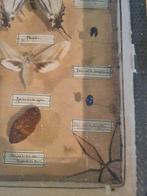 Antieke vlinderkast vitrine, Ophalen, Gebruikt, Insect, Opgezet dier