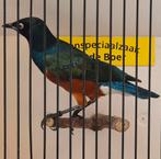 Driekleur glansspreeuw man, Mannelijk, Geringd