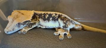 Tri-color Lilly White het Axanthic wimper kweekman te koop! beschikbaar voor biedingen