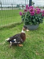 Mooi gekleurde  jonge Hollandse Kwakers, Dieren en Toebehoren, Pluimvee, Meerdere dieren, Eend