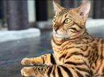 Bengaal kater, Dieren en Toebehoren, Katten en Kittens | Raskatten | Korthaar, Kater, Gechipt