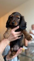 Teckel puppy longhair, Dieren en Toebehoren, 8 tot 15 weken, Langhaar, Meerdere, Meerdere dieren