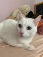 Kat, Dieren en Toebehoren, Katten en Kittens | Overige Katten, Poes